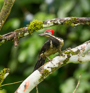 Female Lineated Woodpecker